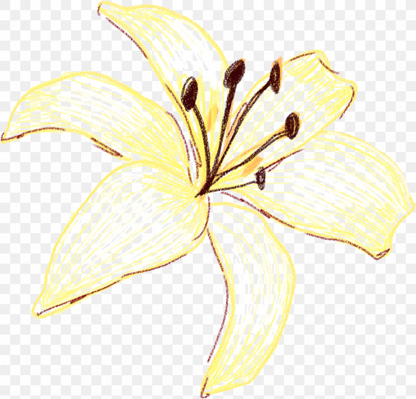 Lily Yellow Flower Petal Plant, PNG, 912x876px, Lily, Amaryllis Belladonna, Cut Flowers, Daylily, Flower Download Free