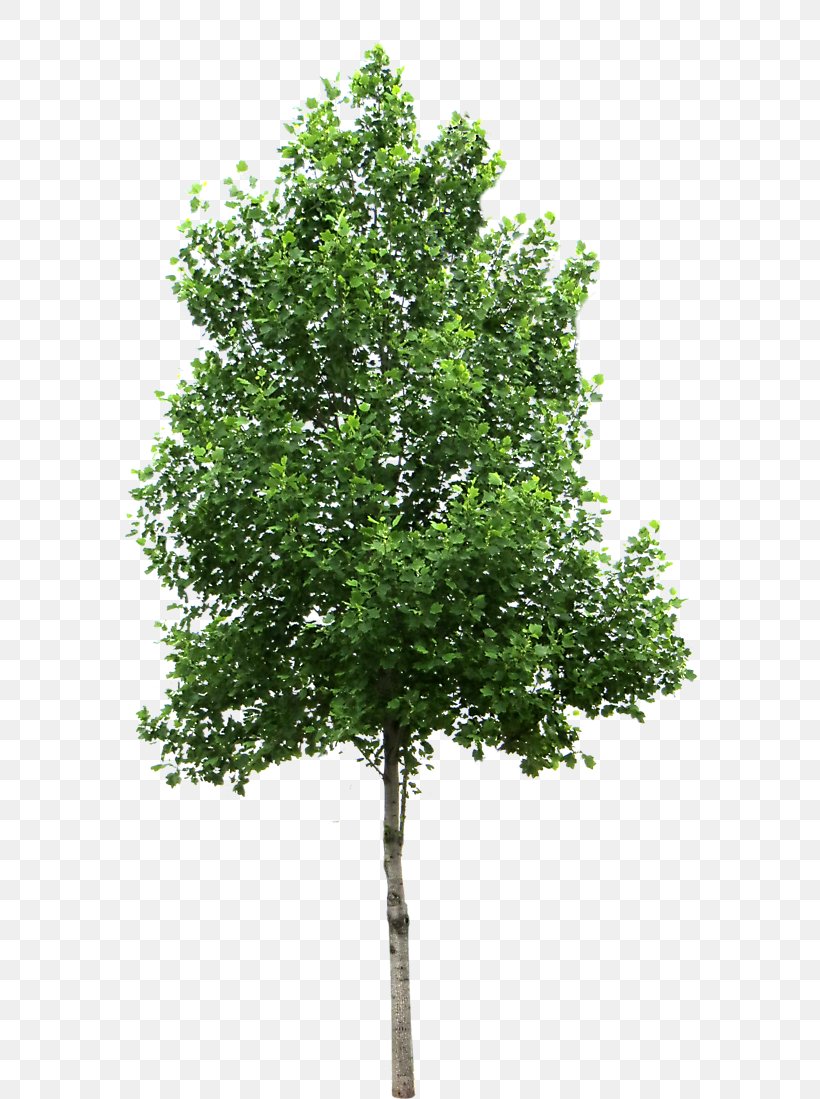 Tree Lindens Clip Art, PNG, 703x1099px, Tree, Birch, Branch, Evergreen, Forest Download Free
