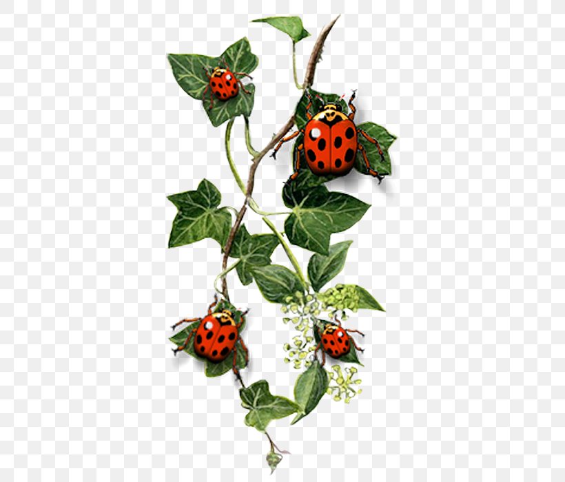 Common Ivy Tattoo Idea Landscape Design, PNG, 373x700px, Common Ivy, Aquifoliaceae, Branch, Flora, Flower Download Free