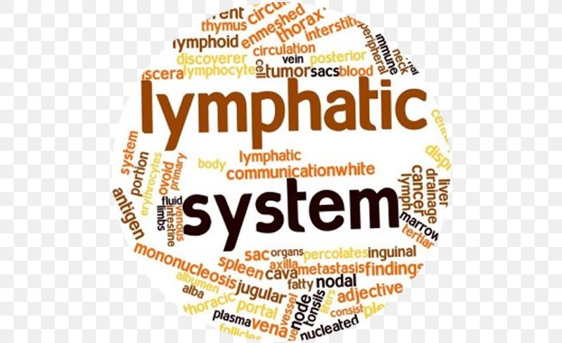 Lymphatic System Circulatory System Lymphatic Vessel Manual Lymphatic Drainage Lymph Node, PNG, 500x500px, Lymphatic System, Abdomen, Acuna Wellness Center, Area, Brand Download Free