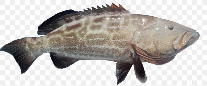 Tilapia Black Grouper Mycteroperca Microlepis Atlantic Goliath Grouper, PNG, 924x386px, Tilapia, Animal Figure, Atlantic Goliath Grouper, Black Grouper, Bony Fish Download Free