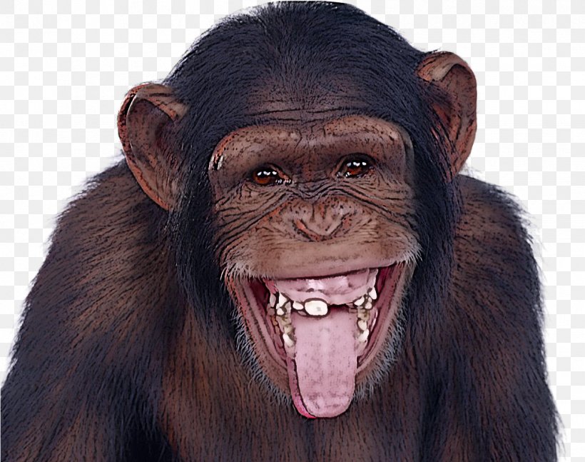 Common Chimpanzee Facial Expression Head Mouth Forehead, PNG, 1248x985px, Common Chimpanzee, Facial Expression, Forehead, Head, Mouth Download Free