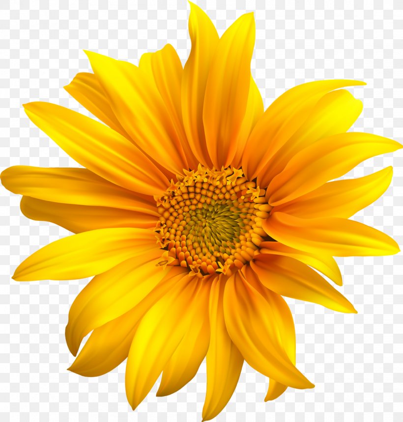 Common Sunflower Sunflower Seed Sunflower Oil Clip Art, PNG, 1143x1200px, Common Sunflower, Annual Plant, Chrysanths, Daisy Family, Flower Download Free