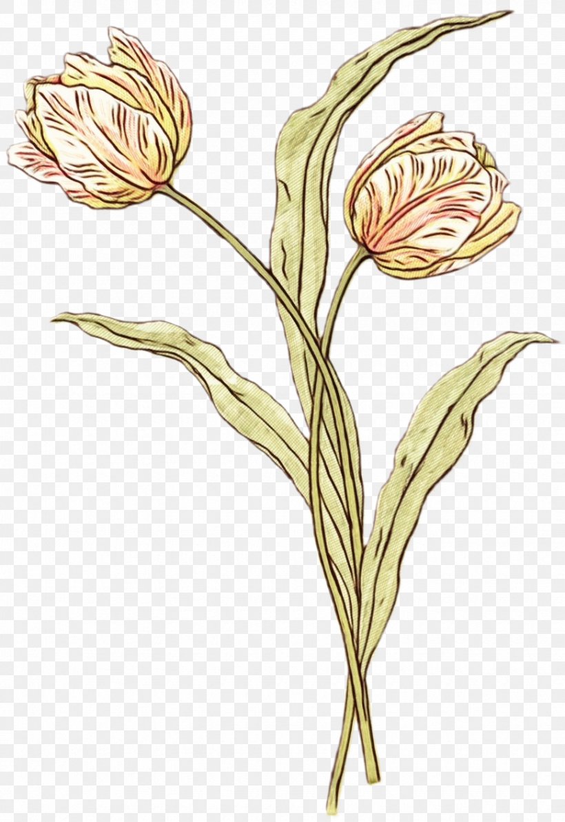 Flowering Plant Flower Plant Plant Stem Pedicel, PNG, 870x1266px, Watercolor, Bud, Flower, Flowering Plant, Lily Family Download Free