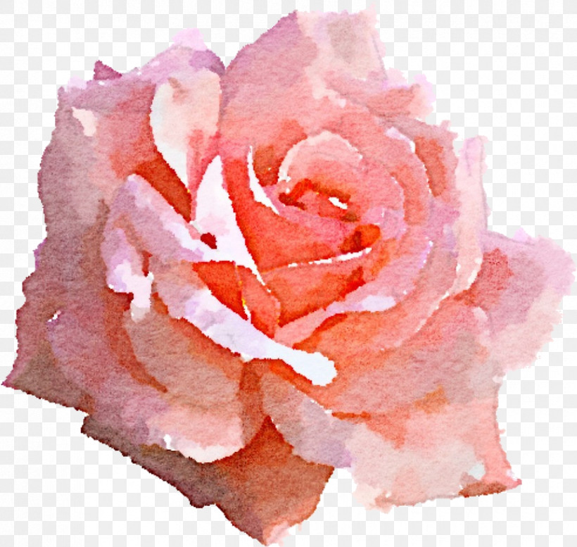 Garden Roses, PNG, 862x817px, Garden Roses, Floribunda, Flower, Hybrid Tea Rose, Petal Download Free