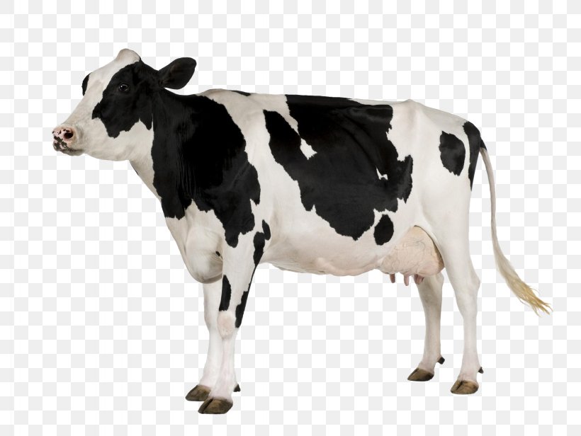 Holstein Friesian Cattle Desktop Wallpaper Display Resolution, PNG, 2048x1540px, Holstein Friesian Cattle, Calf, Cattle, Cattle Like Mammal, Cow Goat Family Download Free