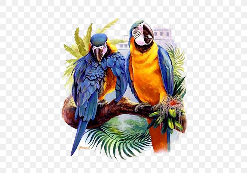 Macaw Bird Drawing Beak Feather, PNG, 480x576px, Macaw, Beak, Bird, Blog, Centerblog Download Free