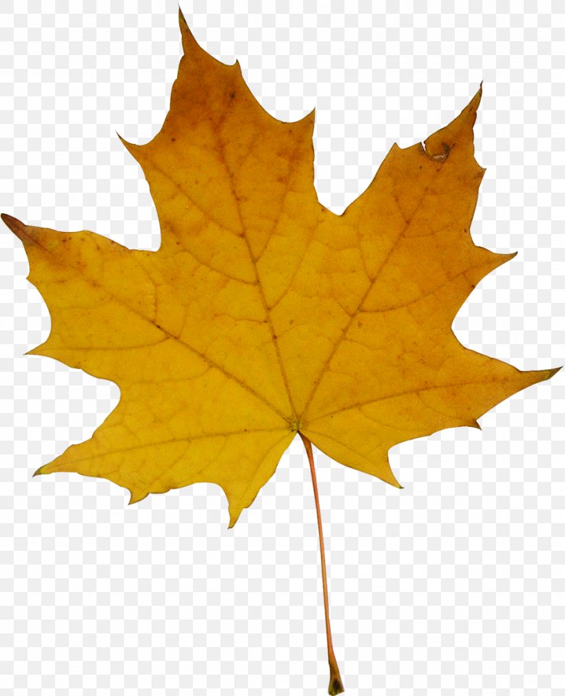 Maple Leaf Autumn Clip Art, PNG, 973x1200px, Maple Leaf, Autumn, Ikebana, Leaf, Liveinternet Download Free