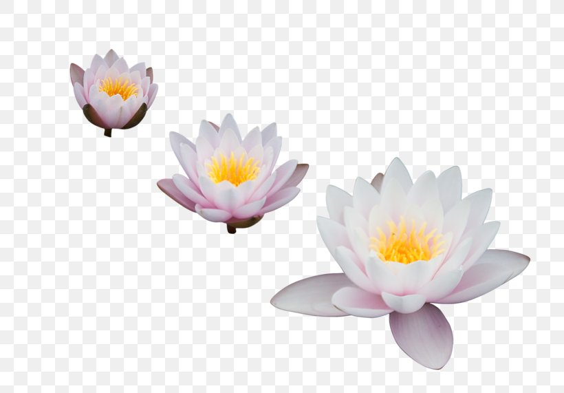 Nelumbo Nucifera Egyptian Lotus Clip Art, PNG, 800x571px, Nelumbo Nucifera, Aquatic Plant, Aquatic Plants, Black And White, Egyptian Lotus Download Free