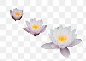 Nelumbo Nucifera Egyptian Lotus Flower Clip Art, PNG, 1181x926px ...