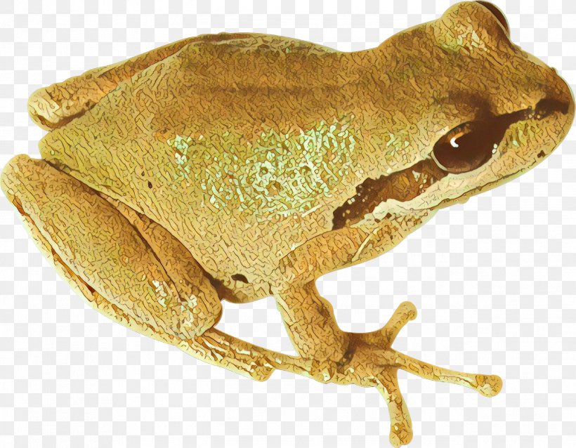 American Bullfrog True Frog Tree Frog Toad, PNG, 2584x2011px, American Bullfrog, Amphibian, Animal, Beaked Toad, Chorus Frog Download Free