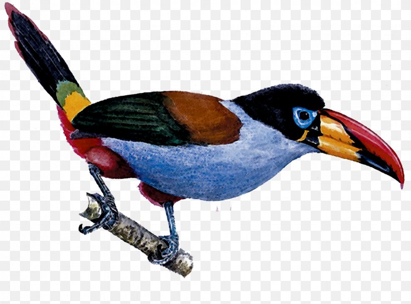 Beak Galliformes Toucan Fauna Feather, PNG, 1124x832px, Beak, Bird, Fauna, Feather, Galliformes Download Free