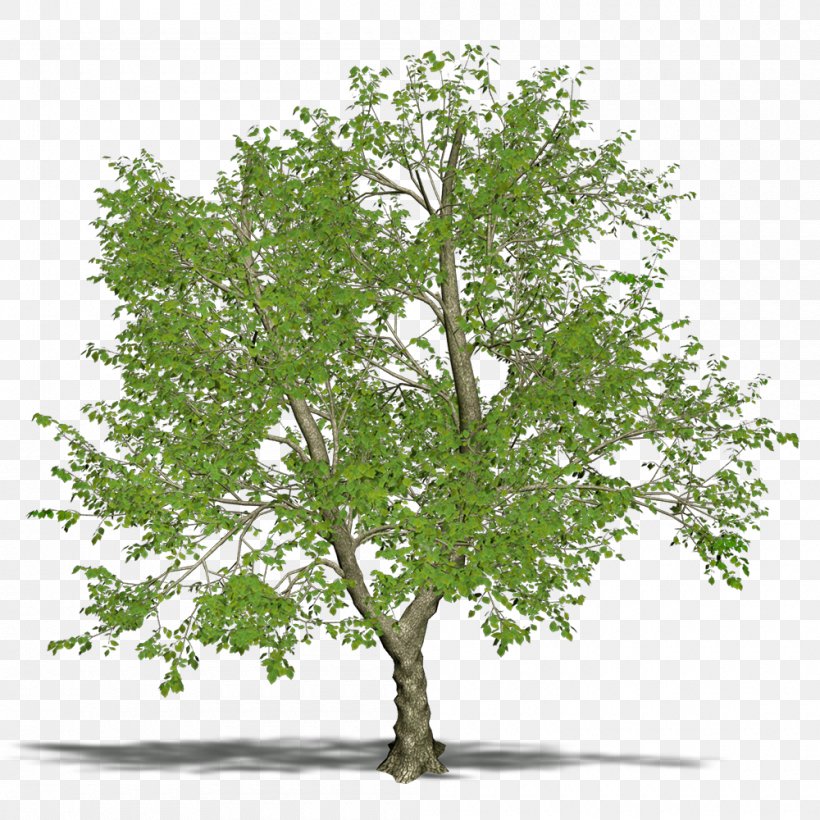 Branch Tree Green Ash, PNG, 1000x1000px, Branch, Ash, Balsam Poplar, Deciduous, Elm Download Free