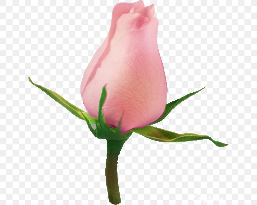 Garden Roses Flower Clip Art, PNG, 640x655px, Garden Roses, Bud, Close Up, Cut Flowers, Digital Image Download Free