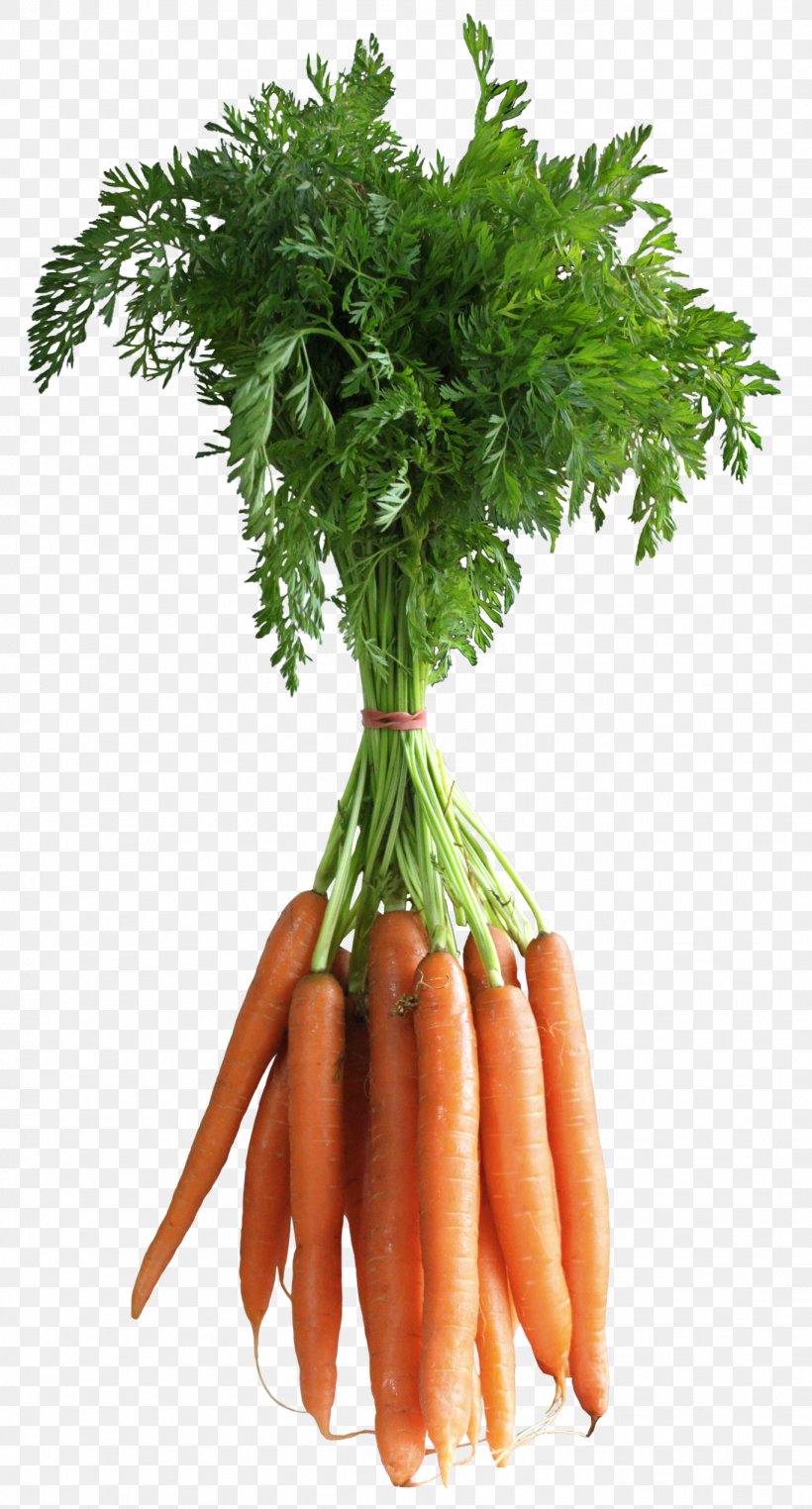 Carrot Clip Art, PNG, 1368x2544px, Carrot, Baby Carrot, Cabbage, Carrot Juice, Cauliflower Download Free