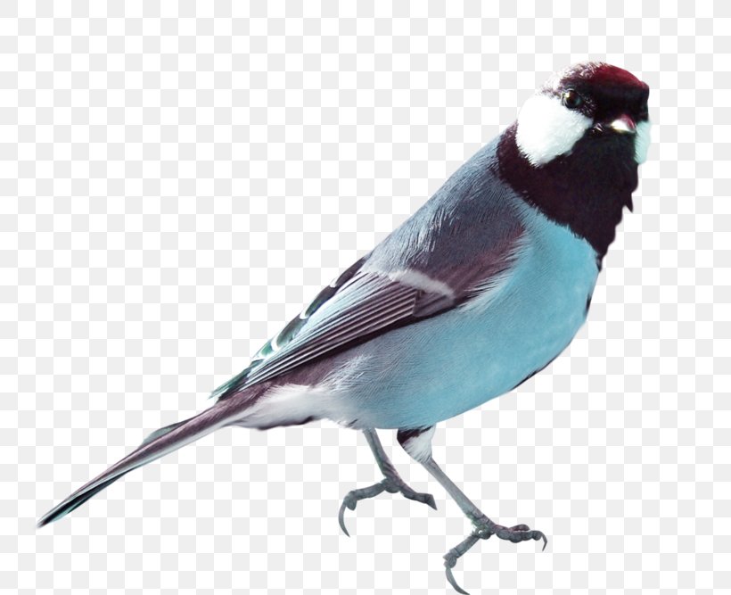 Hummingbird Pigeons And Doves Beak Homing Pigeon, PNG, 800x667px, Bird, American Sparrows, Beak, Domestic Pigeon, Egret Download Free