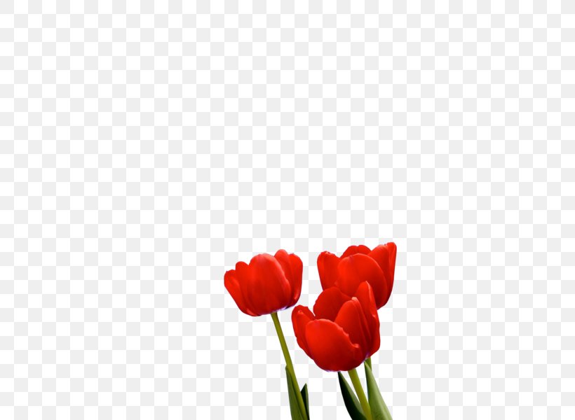 Tulip Esfahlan Khosrowshah, PNG, 600x600px, Tulip, Blog, Coquelicot, Cut Flowers, East Azerbaijan Province Download Free