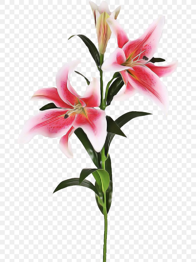Flower Lily Plant Stargazer Lily Cut Flowers, PNG, 677x1093px, Flower, Cut Flowers, Lily, Peruvian Lily, Petal Download Free