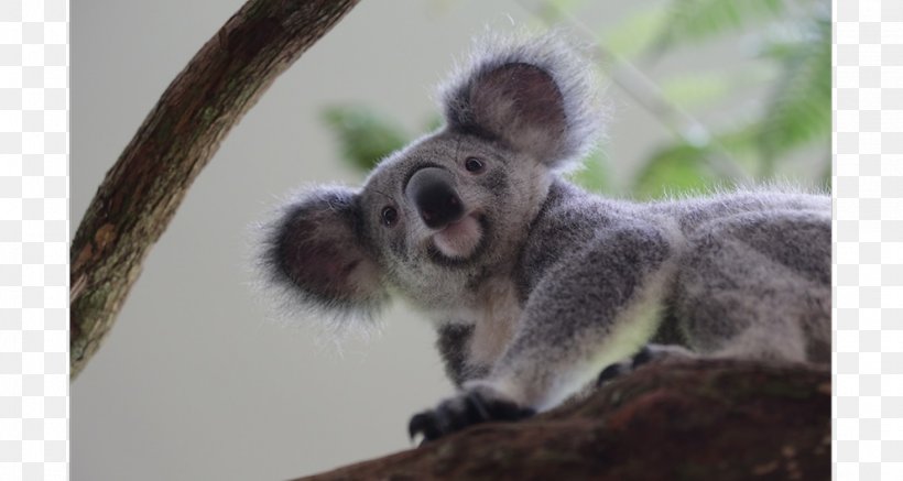 Koala Singapore Zoo Maxi-Cosi Tobi Animal Baby & Toddler Car Seats, PNG, 991x529px, Koala, Animal, Baby Toddler Car Seats, Business, Businessperson Download Free