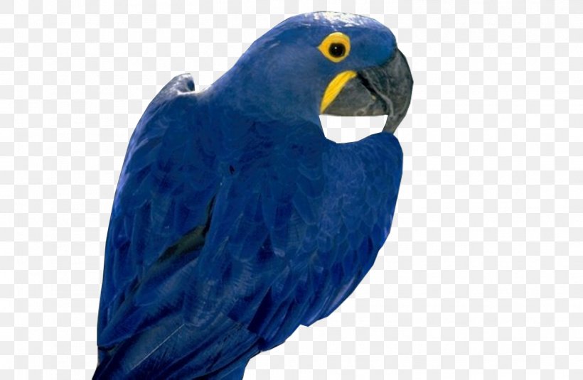 Parrot Hyacinth Macaw Parakeet Bird, PNG, 1456x950px, Parrot, Animal, Beak, Bird, Blu Parrot Download Free