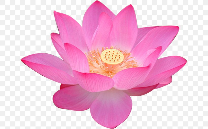 Sacred Lotus Egyptian Lotus Flower Volga Delta Image, PNG, 659x510px, Sacred Lotus, Aquatic Plant, Aquatic Plants, Egyptian Lotus, Flower Download Free