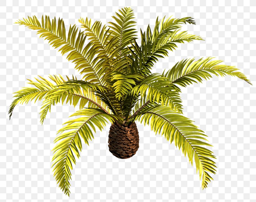 Arecaceae Tree Coconut Clip Art, PNG, 800x648px, Arecaceae, Arecales, Asian Palmyra Palm, Attalea Speciosa, Branch Download Free