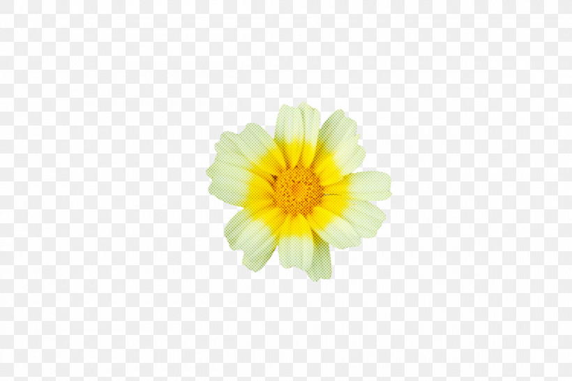 Chrysanthemum Pot Marigold Yellow Petal Flower, PNG, 1200x800px, Chrysanthemum, Biology, Calendula, Flower, Petal Download Free