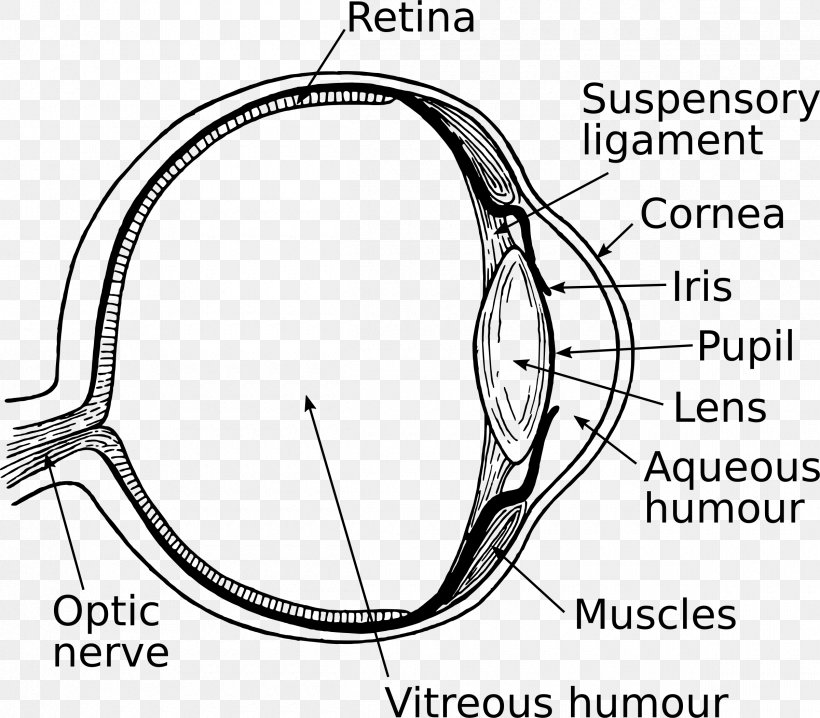 Human Eye Drawing Clip Art, PNG, 2400x2104px, Watercolor, Cartoon, Flower, Frame, Heart Download Free