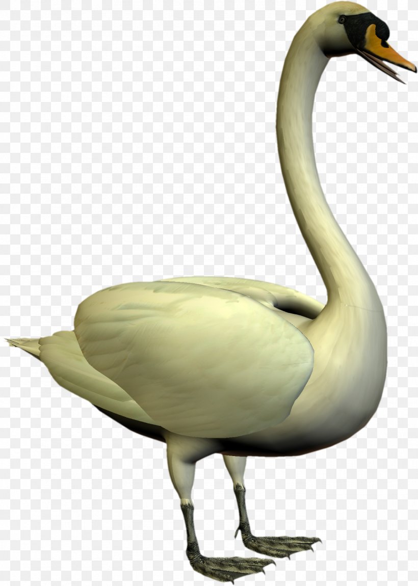 Cygnini Goose Water Bird Duck, PNG, 1386x1944px, Cygnini, Anatidae, Animal, Anseriformes, Beak Download Free