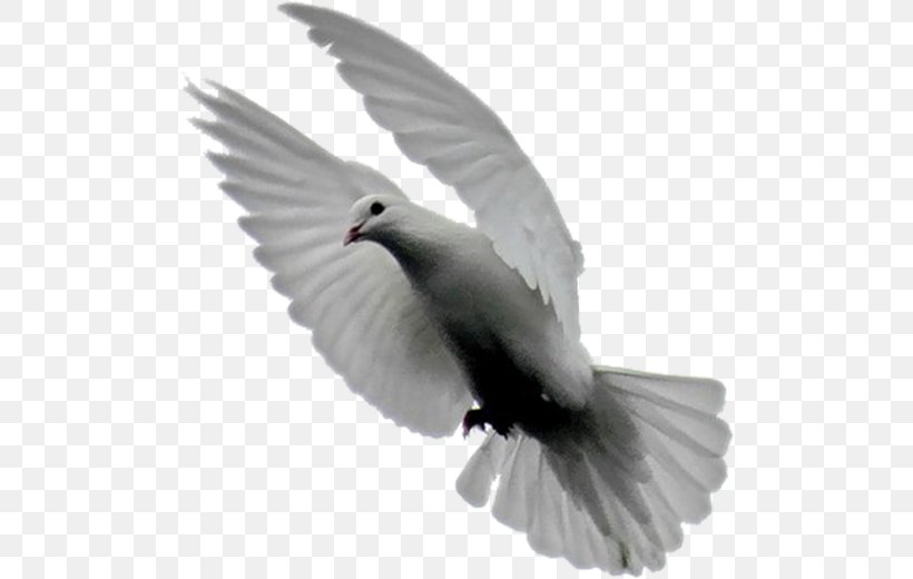 Domestic Pigeon Bird Columbidae Typical Pigeons Clip Art, PNG, 500x520px, Domestic Pigeon, Animal, Animation, Beak, Bird Download Free