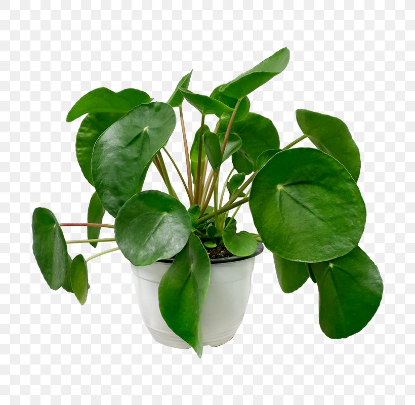 Flower Leaf Plant Kaffir Lime Houseplant, PNG, 700x800px, Flower, Basil, Food, Herb, Houseplant Download Free