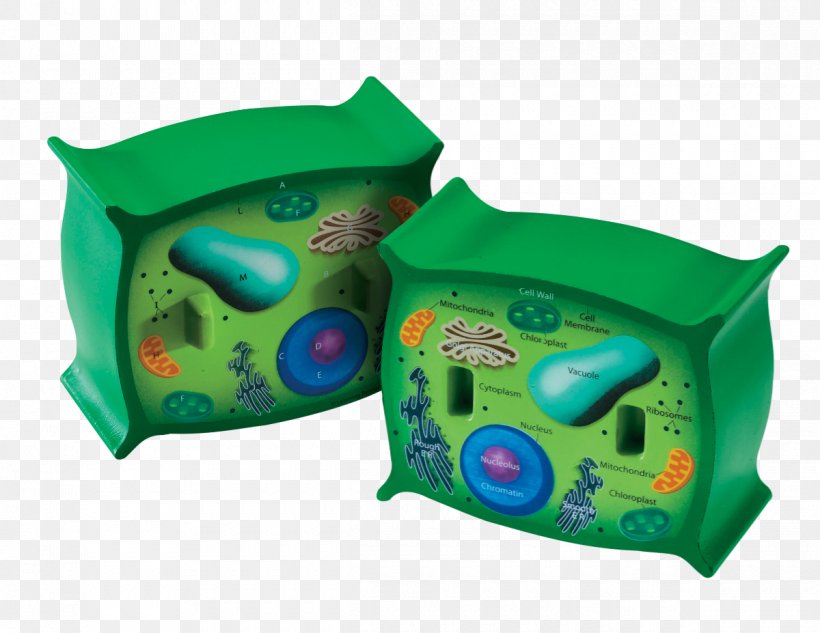 Plant Cell Cross Section Cèl·lula Animal Plant And Animal Cells: Process Possibilities, PNG, 1200x927px, Plant Cell, Cell, Cell Membrane, Cell Wall, Cross Section Download Free