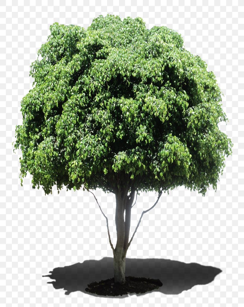 Tree Houseplant Weeping Fig Shrub, PNG, 774x1032px, Tree, Bonsai, Evergreen, Ficus Altissima, Fig Trees Download Free