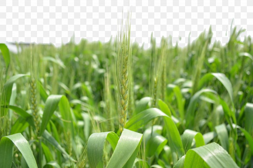 Triticale Green Download, PNG, 4928x3264px, Triticale, Agriculture, Cereal, Commodity, Crop Download Free