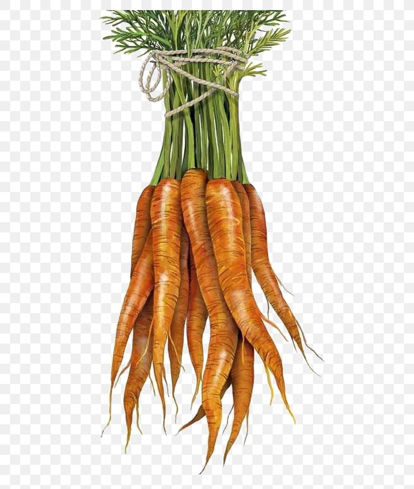 Baby Carrot Towel Vegetable, PNG, 564x968px, Carrot, Baby Carrot, Carrot Creative, Daucus Carota, Drawing Download Free