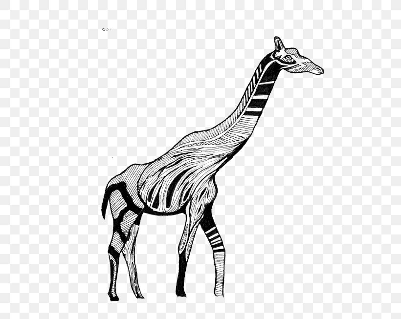 Giraffe Quagga Horse Mane Neck, PNG, 583x653px, Giraffe, Animal, Black And White, Drawing, Fauna Download Free