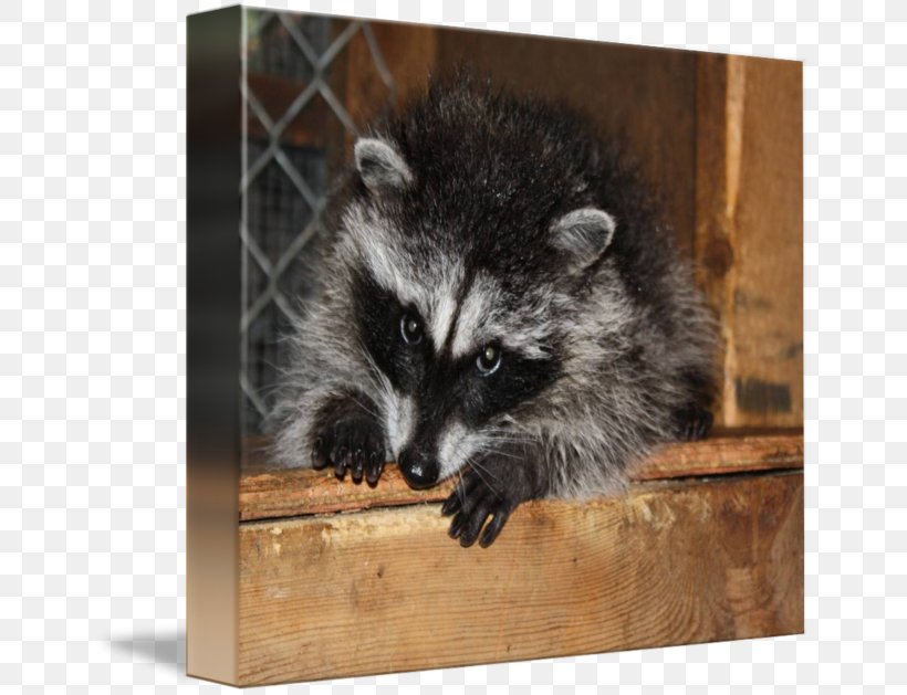 Whiskers Raccoon Gallery Wrap Viverrids Fur, PNG, 650x629px, Whiskers, Art, Canvas, Fauna, Fur Download Free