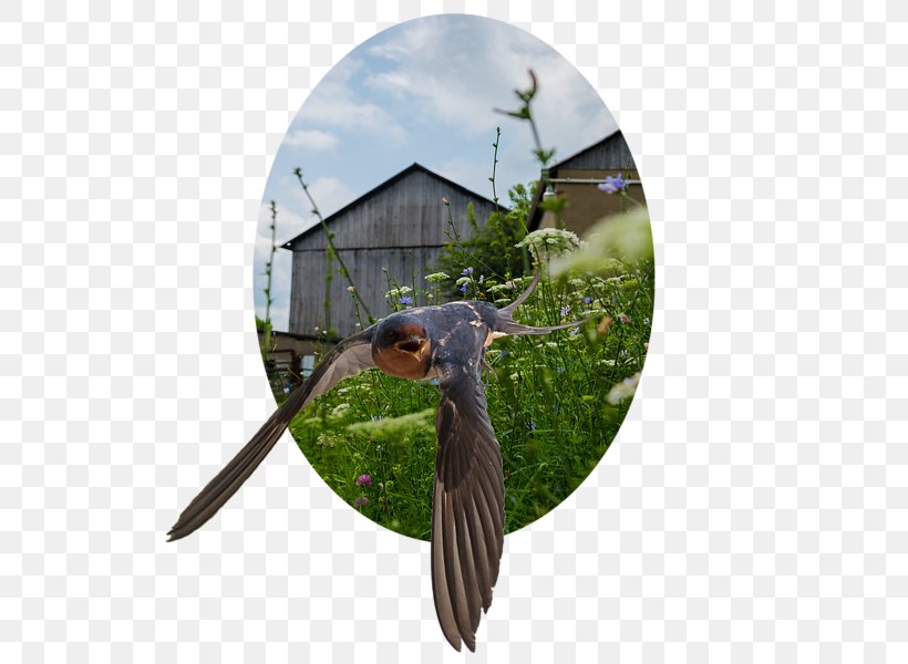 Beak, PNG, 600x600px, Beak, Bird, Fauna, Tree, Wildlife Download Free