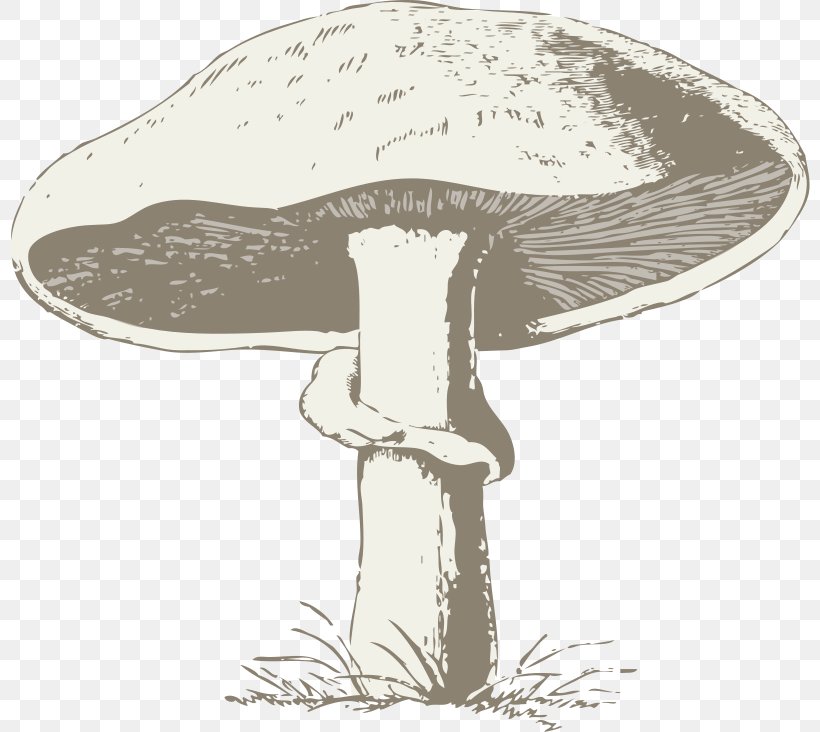 Common Mushroom Morchella Clip Art, PNG, 800x732px, Mushroom, Amanita Muscaria, Black And White, Chanterelle, Common Mushroom Download Free