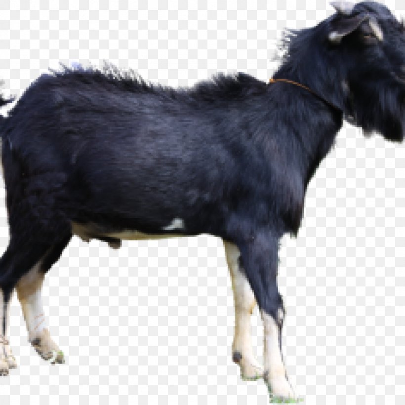Jamnapari Goat Livestock Boer Goat Aqiqah Siap Saji Semarang (SunahAqiqoh.com) Limousin Cattle, PNG, 1024x1024px, Jamnapari Goat, Animal, Animal Husbandry, Aqiqah, Boer Goat Download Free