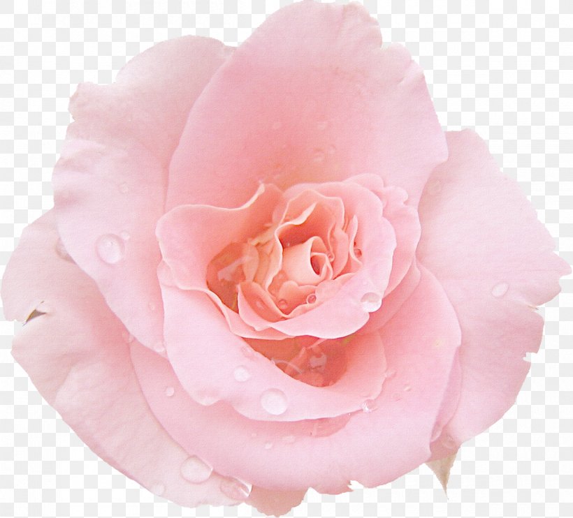 Pink Rose Desktop Wallpaper Photography, PNG, 1200x1086px, Pink, Color, Cut Flowers, Floribunda, Flower Download Free