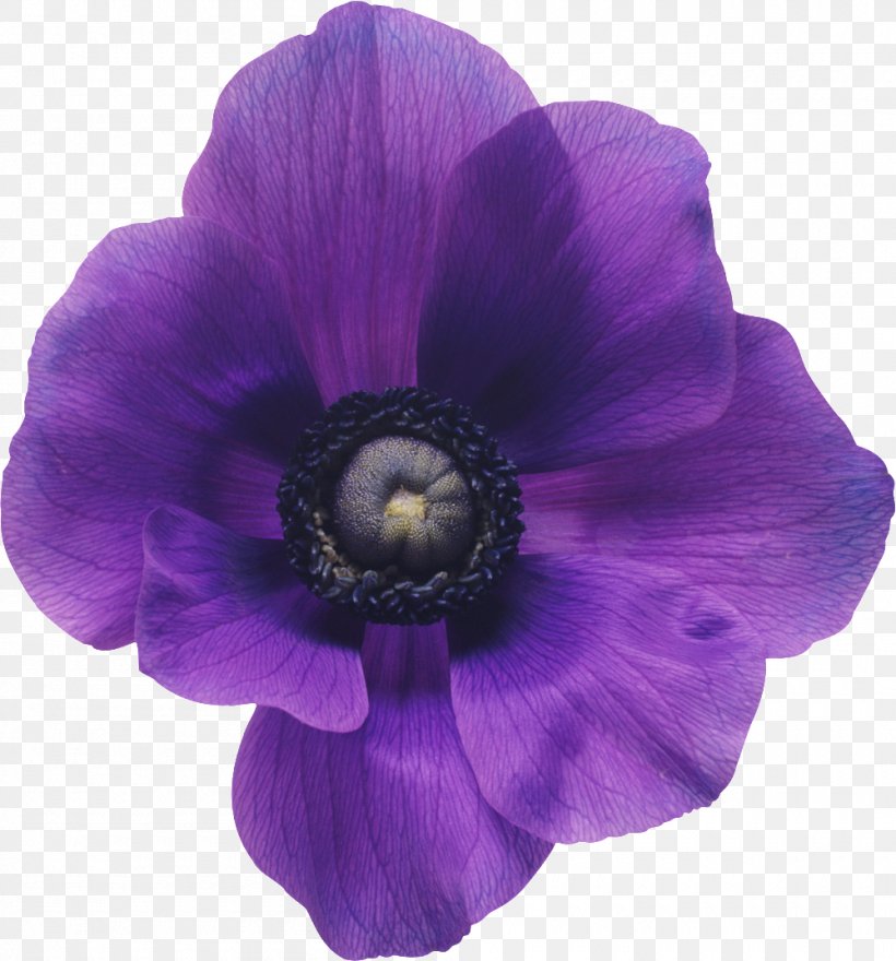 Anemone Coronaria Flower Bouquet Purple Violet, PNG, 1000x1074px, Anemone Coronaria, Anemone, Blue, Bride, Color Download Free