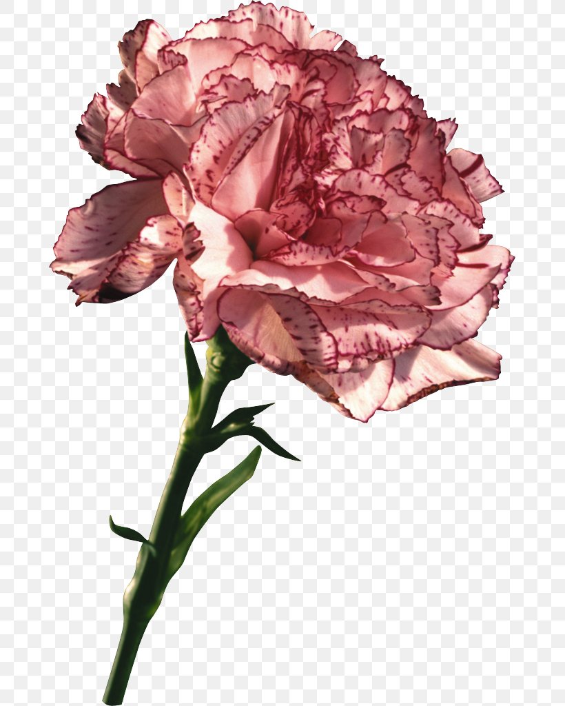 Carnation Mother's Day Gift Clip Art, PNG, 677x1024px, Carnation, Animaatio, Child, Cut Flowers, Flower Download Free