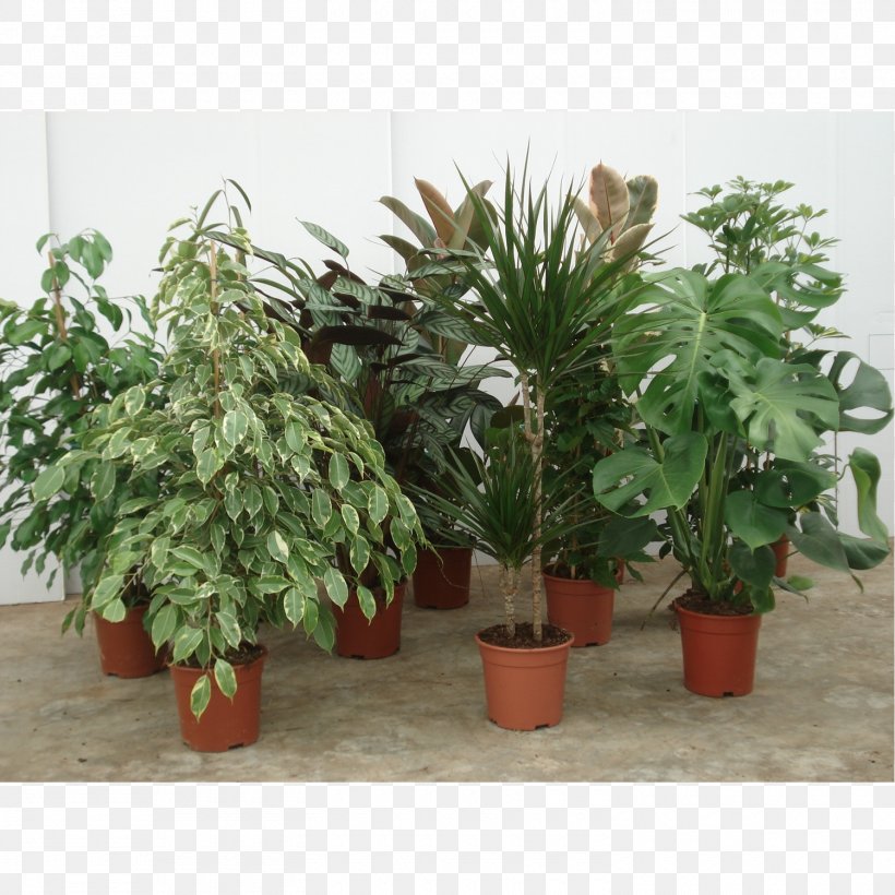 Houseplant Paperplant Dwarf Umbrella Tree Dracaena, PNG, 1500x1500px, Houseplant, Centimeter, Dracaena, Dwarf Umbrella Tree, Evergreen Download Free