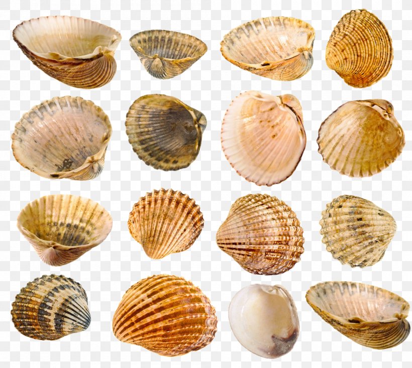 Mussel Seashell Stock Photography, PNG, 1000x894px, Mussel, Animal Source Foods, Clam, Clams Oysters Mussels And Scallops, Cockle Download Free