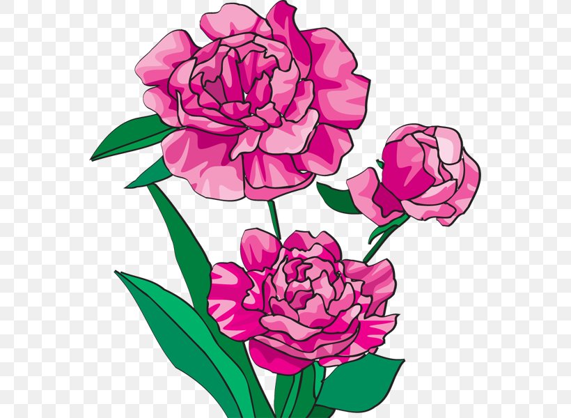 Peony Bai Mudan Paeonia Officinalis Pink Flowers Clip Art, PNG, 563x600px, Peony, Art, Bai Mudan, Cut Flowers, Dahlia Download Free