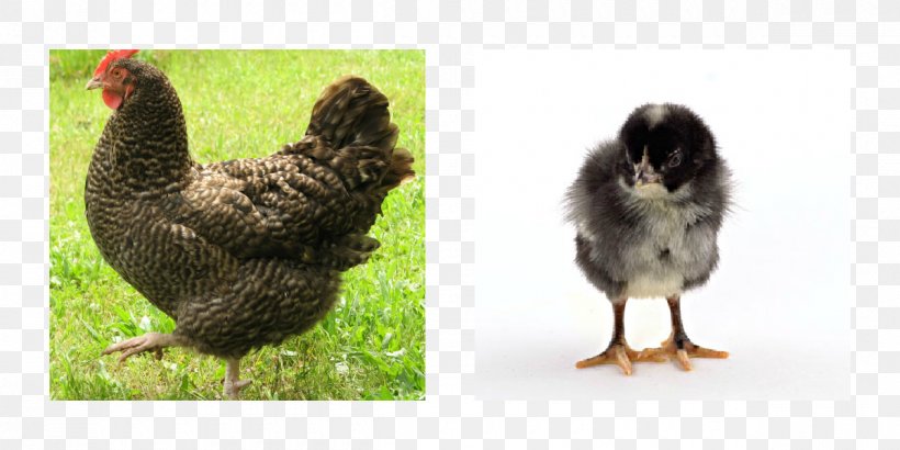 Rooster Marans Egg Breed Hen, PNG, 1200x600px, Rooster, Beak, Bird, Breed, Chicken Download Free