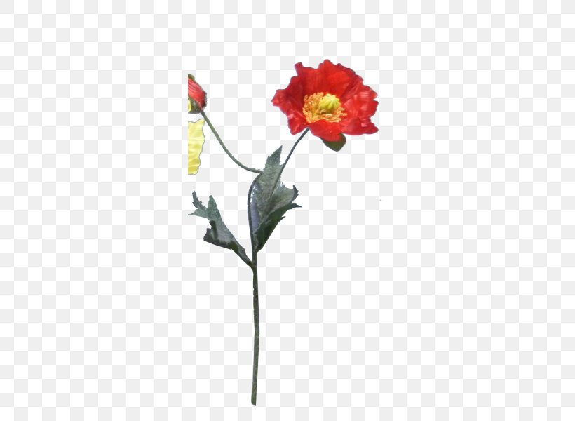 Rose Family Cut Flowers Bud Plant Stem, PNG, 800x600px, Rose Family, Artificial Flower, Bud, Cut Flowers, Flora Download Free