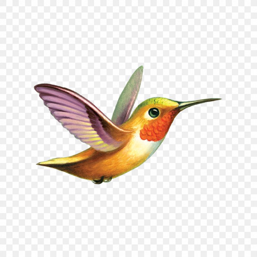 Ruby-throated Hummingbird Tattly Tattoo, PNG, 1024x1024px, Hummingbird, Abziehtattoo, All About Birds, Animal, Archilochus Download Free