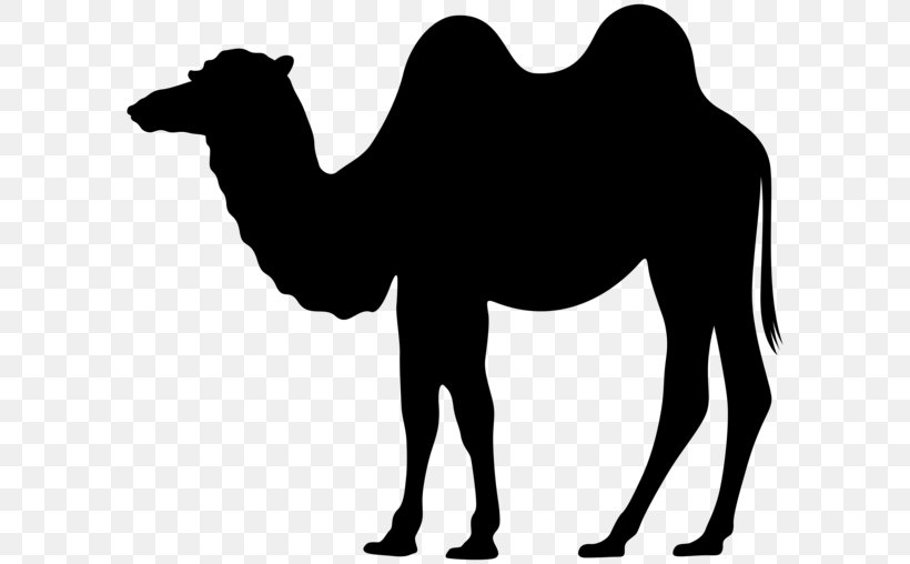 Dromedary Bactrian Camel Silhouette Clip Art, PNG, 600x508px, Dromedary, Arabian Camel, Bactrian Camel, Black And White, Camel Download Free